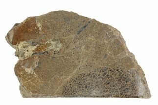 2" Polished Pliosaur (Liopleurodon) Bone - England - Fossil #165683