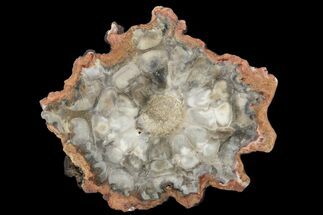 Chatoyant, Petrified Seed Fern (Rhexoxylon) Slab - Zimbabwe #166048