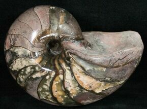 Beautiful Nautilus (Cenoceras) Fossil - France #10975