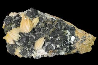 3.8" Cerussite Crystals with Bladed Barite on Galena - Morocco - Crystal #165739