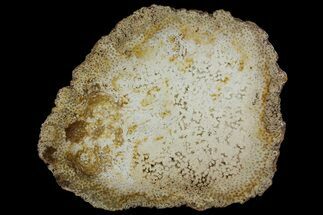 13" Petrified Palmwood (Palmoxylon) Slab - Myanmar - Fossil #166071