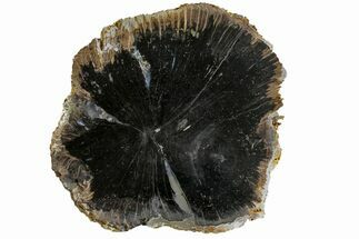 Polished Petrified Live Oak (Quercus) Slab - Indonesia #166421