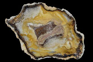 Polished Petrified Palmwood Slice - Texas #166429