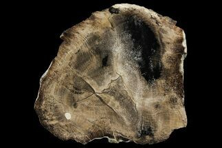 Polished Petrified Live Oak (Quercus) Round - Texas #166408
