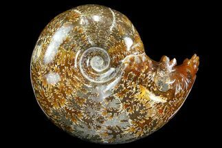 Polished Ammonite (Gaudryceras?) Fossil - Madagascar #166299