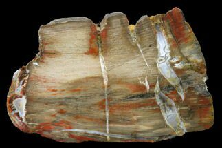 Polished Petrified Wood Slab - Live Oak County, Texas #166461