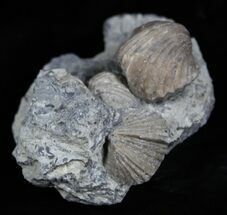 Platystrophia Brachiopods From Kentucky #1841