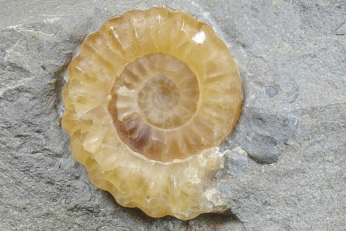 .7" Ammonite (Promicroceras) Fossil Lyme Regis (166631) For Sale