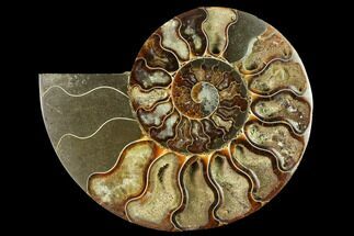 Madagascar Cut And Polished Ammonites For Sale - FossilEra.com