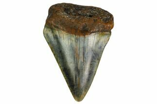 Fossil Great White Shark Tooth - North Carolina #166962