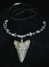 Fossil Shark Tooth Necklace #1850