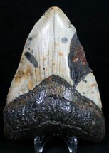 Polished Megalodon Tooth - North Carolina #11019