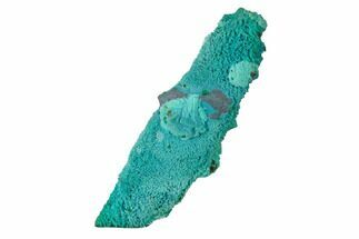 2.1" Chrysocolla and Malachite Pseudomorph - Lupoto Mine, Congo - Crystal #167667