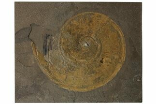 Jurassic Ammonite (Harpoceras) Fossil - Germany #167802