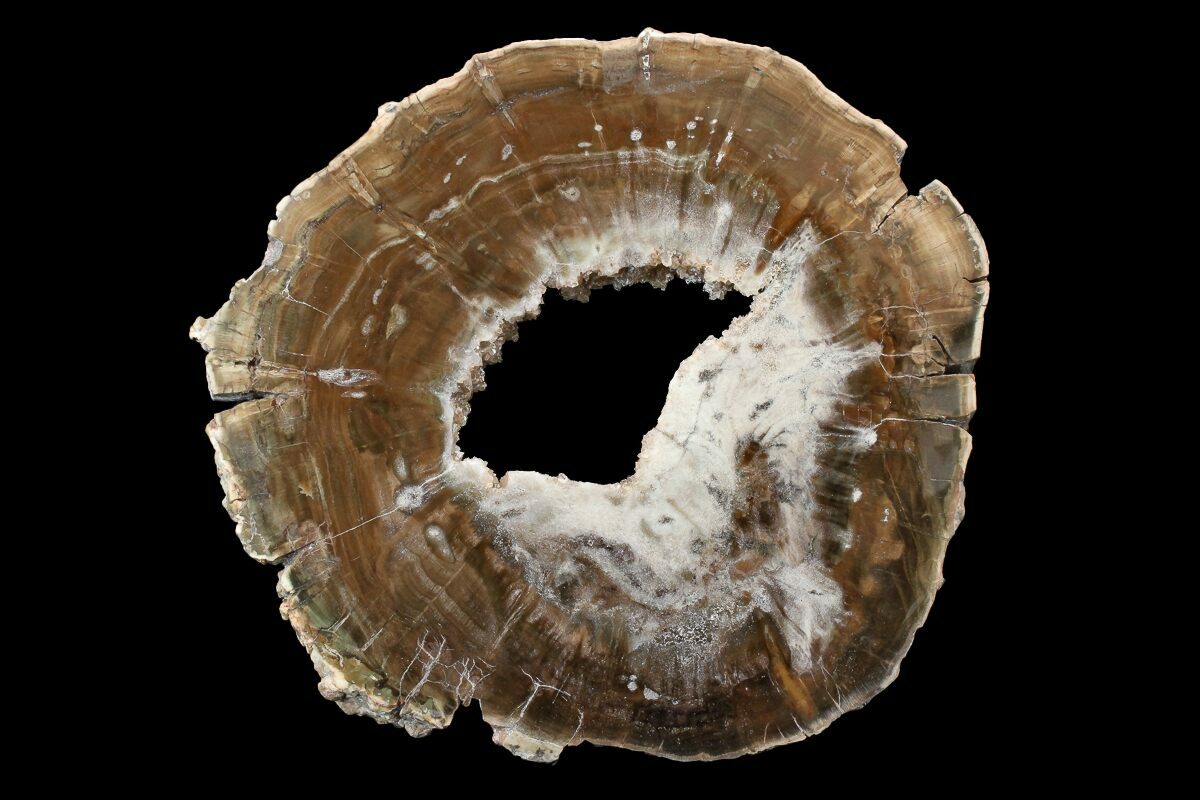 5.3" Triassic Petrified Wood (Woodworthia) Round Zimbabwe (167917