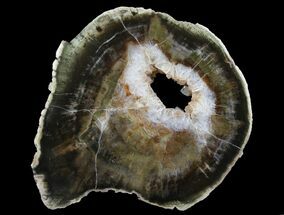 Triassic Petrified Wood (Woodworthia) Round - Zimbabwe #167905