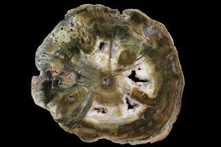 Triassic Petrified Wood (Woodworthia) Round - Zimbabwe #167934