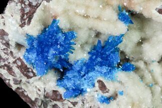 Vibrant Blue Cavansite Clusters on Stilbite - India - Crystal #168244