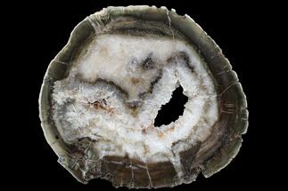 Triassic Petrified Wood (Woodworthia) Round - Zimbabwe #167944