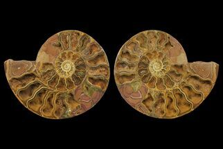 Orange, Crystal Filled, Cut Ammonite Fossil - Jurassic #168535