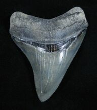 Beautiful Inch Megalodon Tooth - Venice, Florida #1873