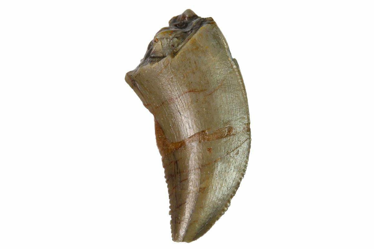 allosaurus tooth for sale