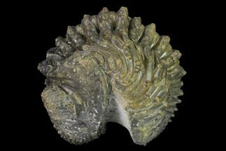 Wide Enrolled Drotops Trilobite - Spiny Phacopid #169566