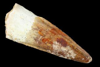 Spinosaurus Tooth - Real Dinosaur Tooth #169576