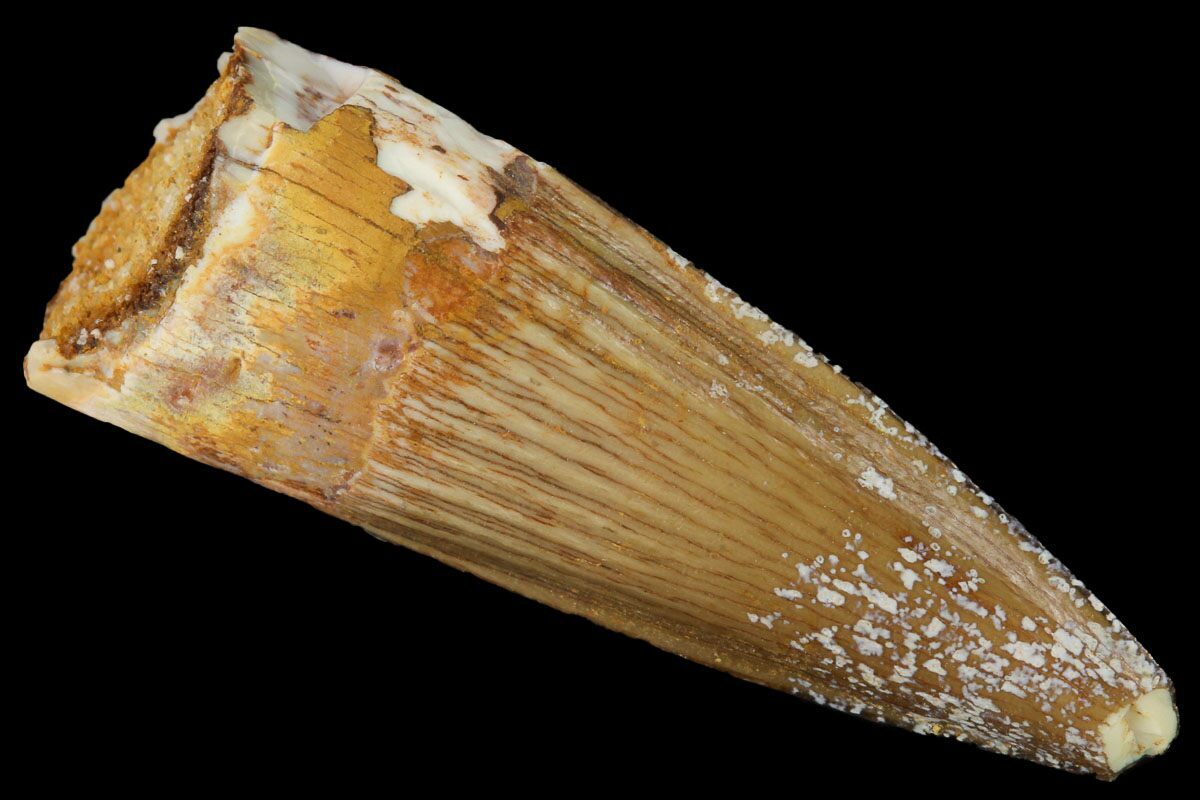 1.2" Baby Spinosaurus Tooth - Real Dinosaur Tooth For Sale (#169632