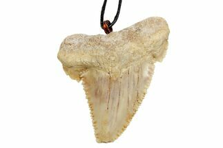 Fossil Shark (Palaeocarcharodon) Tooth Necklace -Morocco #169946