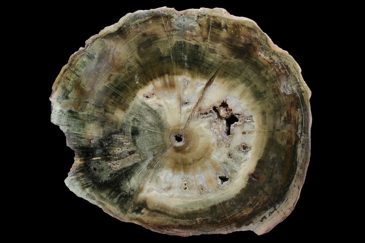 5.3" Triassic Petrified Wood (Woodworthia) Round Zimbabwe (167920