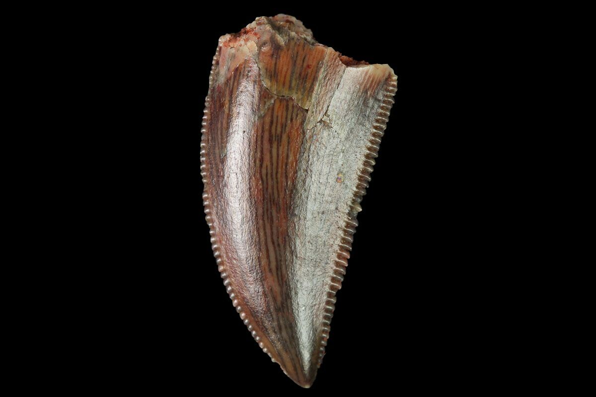 raptor dinosaur teeth