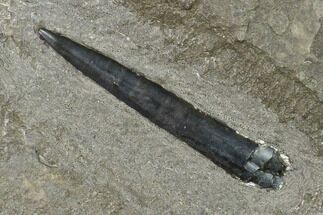 2.9" Fossil Belemnite (Youngibelus)  - Germany - Fossil #170718