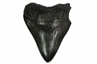 Fossil Megalodon Tooth - South Carolina #170471