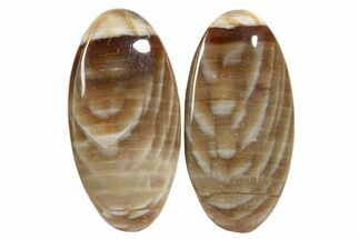 .94" Petrified Wood (Sycamore) Cabochon Pair - Fossil #171342