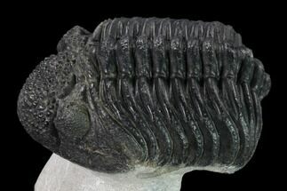 Large, Drotops Trilobite With Good Eyes - Mrakib, Morocco #171551