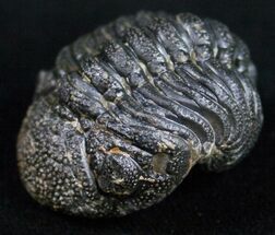 Bumpy, Barrandeops (Phacops) Trilobite #11249