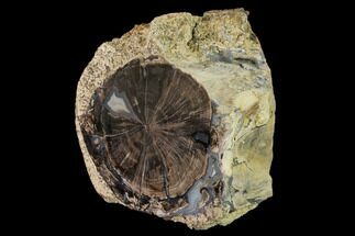 4.8" Wide, Petrified Wood (Schinoxylon) Limb - Blue Forest, Wyoming - Fossil #172079