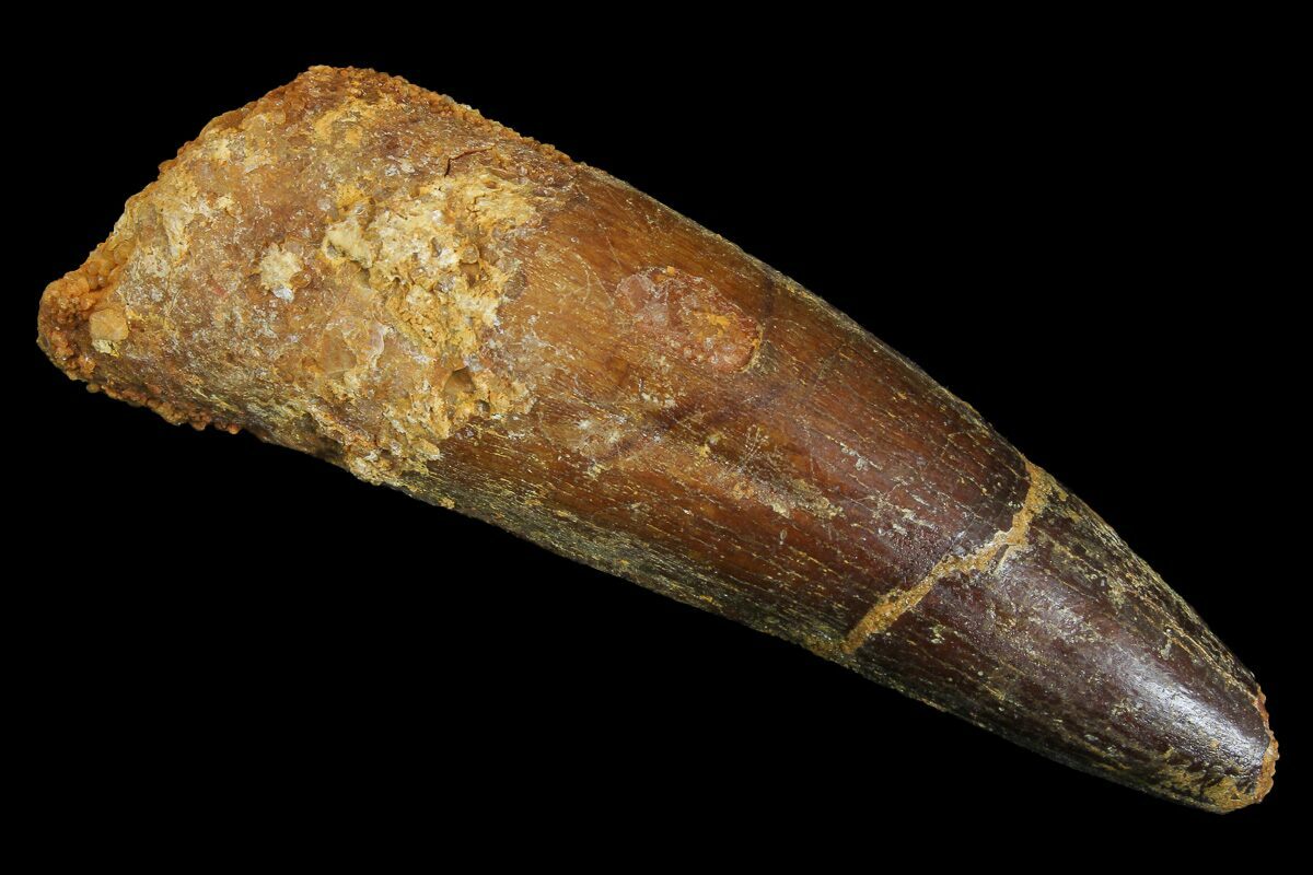 spinosaurus tooth