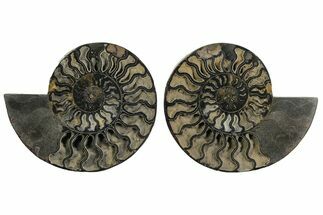 Black, Cut & Polished Ammonite Fossil - Deep Crystal Pockets #172451