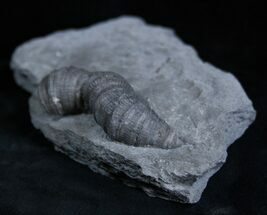 Horn Coral, Devonian Aged From New York #1908