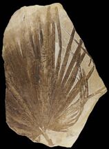 Fossil Palm Frond - Green River Formation, Wyoming #172948