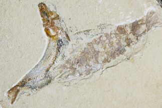 2.45" Cretaceous Fossil Fish (Gaudryella) and Shrimp - Hjoula, Lebanon - Fossil #173131