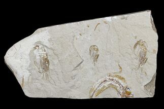 Three Cretaceous Fossil Shrimp - Hjoula, Lebanon #173133