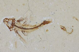 Cretaceous Fossil Flying Fish (Exocoetoides) - Lebanon #173155