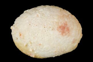 Oligocene Echinoid (Fibularia) Fossil - Australia #156409