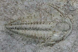 Cambrian Trilobite (Termierella) With Pos/Neg - Issafen, Morocco #170926