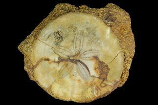 Fossil Sand Dollar (Astrodapsis) on Sandstone - Texas #164774