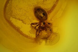 Small Fossil Spider (Araneae) in Baltic Amber #173652