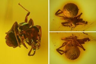 Fossil Ant (Formicidae) and a Spider (Araneae) In Baltic Amber #173658
